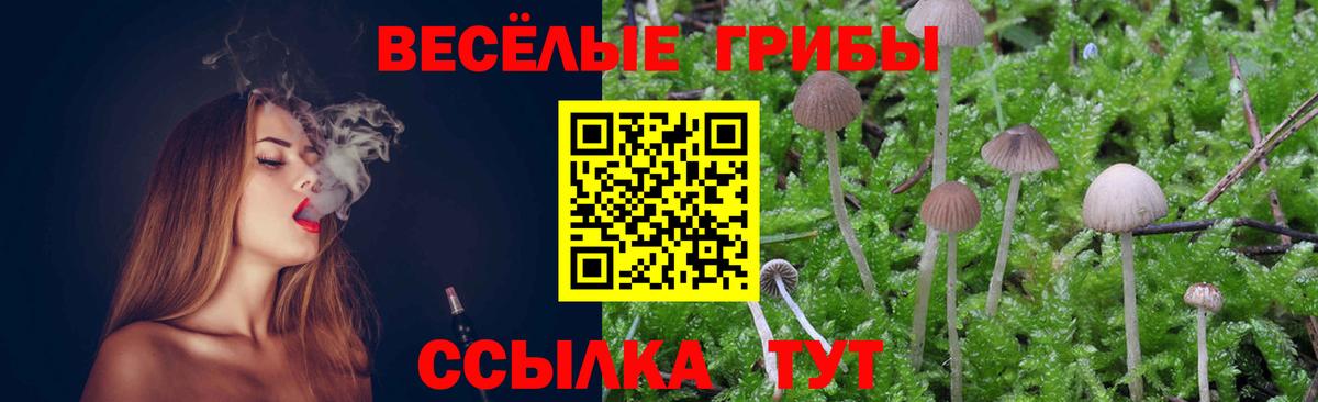 Псилоцибиновые грибы Cubensis  Вход с VPN  Ахтубинск 